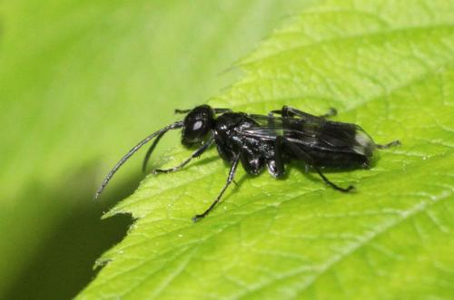 Dipogon sp.